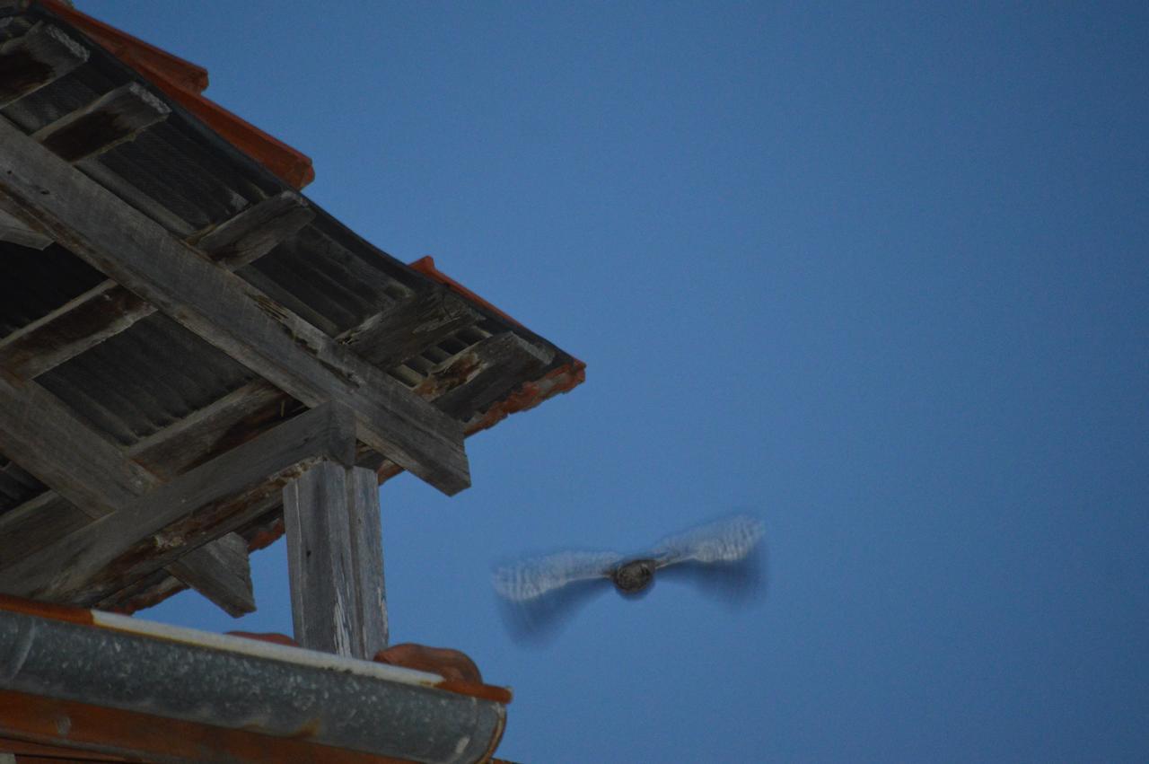 Erasmus Apart Hotel Dalyan Kültér fotó